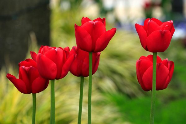 Ce qu'il faut savoir sur le lit électrique