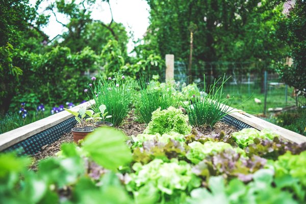Comment aménager un jardin de légumes en serre pour prolonger la saison de culture?